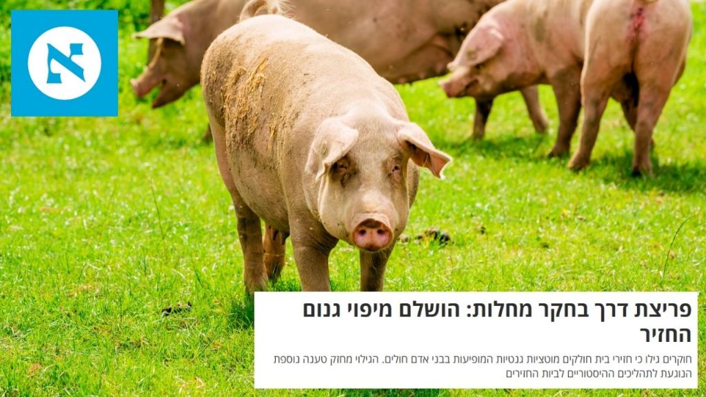 קיבוץ להב: חזירים בחקר מחלות ועולם הרפואה | הארץ