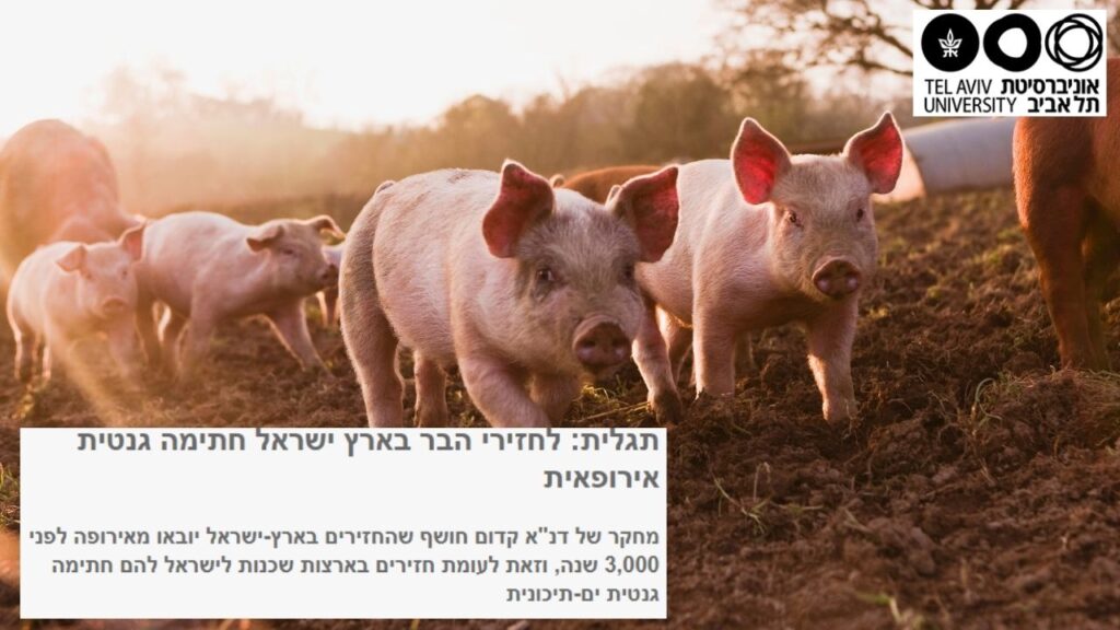 קיבוץ להב: חזירים ים תיכוניים או אירופאים? | אוניברסיטת תל אביב