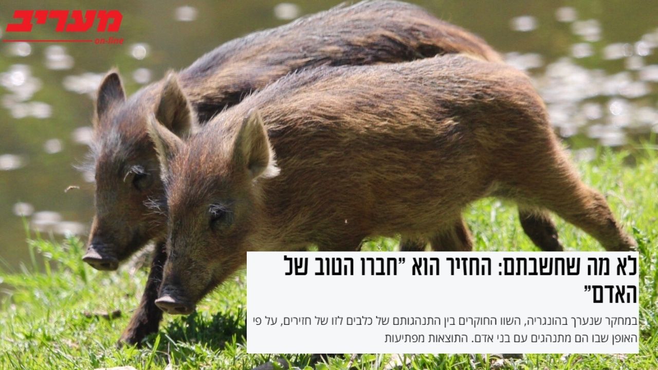 קיבוץ להב | חזירים מתחרים על תואר חברו הטוב של האדם | מעריב