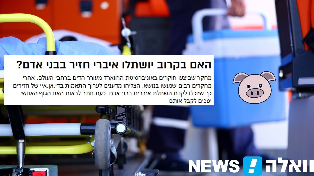 וואלה! חדשות | קיבוץ להב: חזירים יתרמו איברים להצלת חיים?